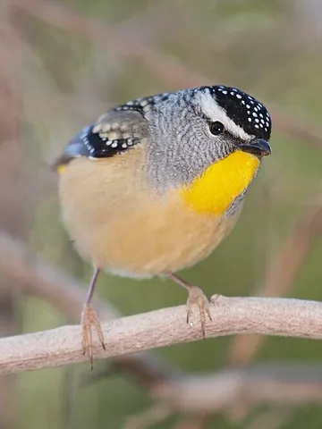 pardalote: any of the Australian birds of the genus Pardalotus, which feed on lerps