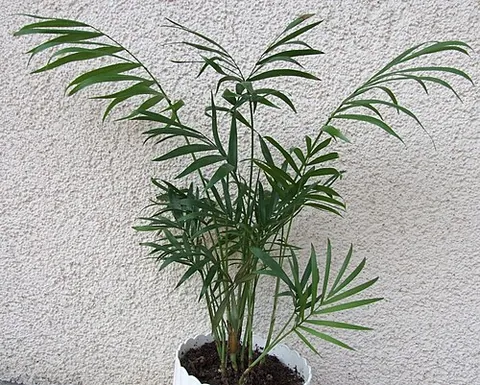 parlor palm: a small palm tree often grown indoors, Chamaedorea elegans