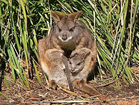 parma wallaby: a rare species of wallaby, Macropus parma, of eastern New South Wales