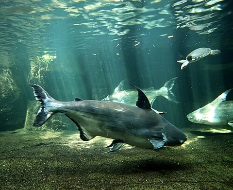 paroon shark: a species of shark catfish; Pangasius sanitwongsei