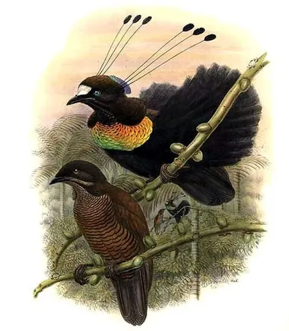 parotia: any of the birds in the genus Parotia, found in New Guinea