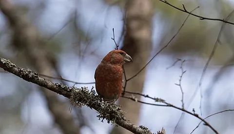 parrot crossbill: loxia pytyopsittacus, a small passerine bird in the finch family Fringillidae