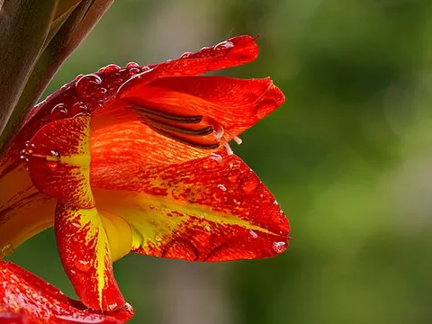 parrot gladiolus: a plant, Gladiolus dalenii