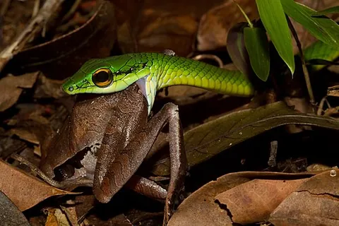 parrot snake: leptophis ahaetulla, a snake found in northern South America and Trinidad and Tobago