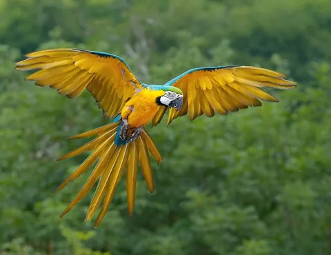 parrot: a kind of bird, many species of which are colorful and able to mimic human speech, of the order...