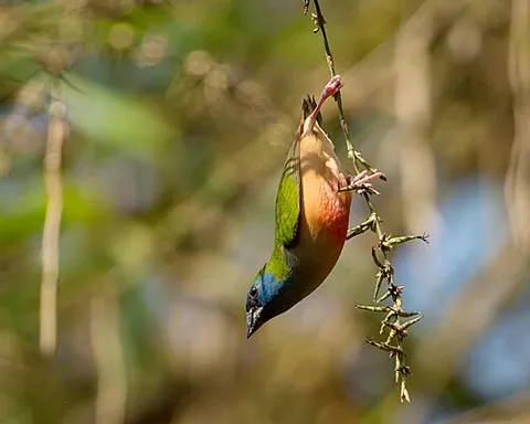 parrotfinch: any member of the genus Erythrura of small, colourful passerine birds, found in southeast Asia and...