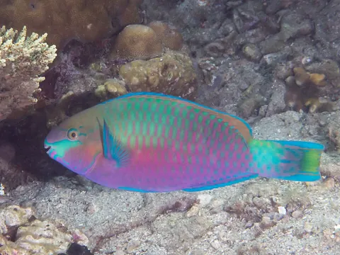 parrotfish: any of several tropical marine fish of the family Scaridae known for their beak-like mass of teeth...