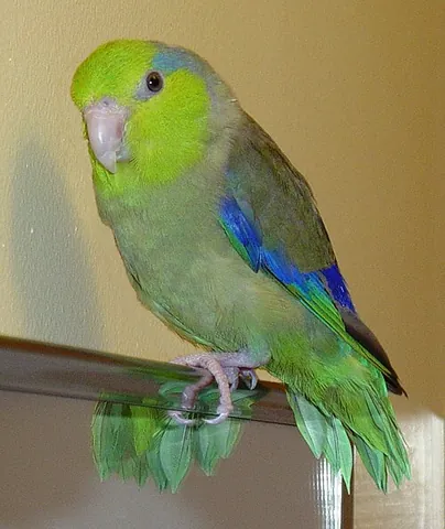 parrotlet: a miniature parrot of the New World of the genera Forpus, Nannopsittaca and Touit