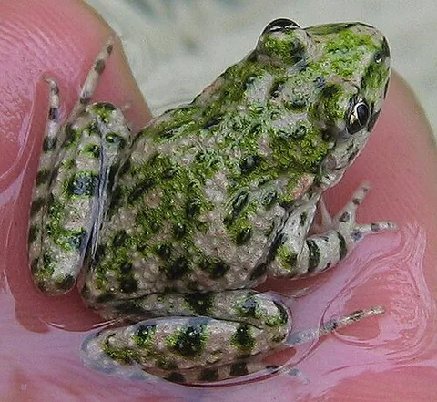 parsley frog: any of a group of frogs in the family Pelodytidae, of which only genus Pelodytes is extant, some of...