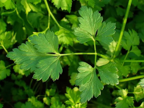 parsley: a bright green, biennial herb, Petroselinum crispum, having many cultivars