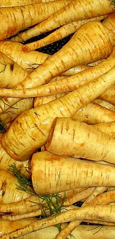 parsnip: a biennial plant, Pastinaca sativa, related to the carrot
