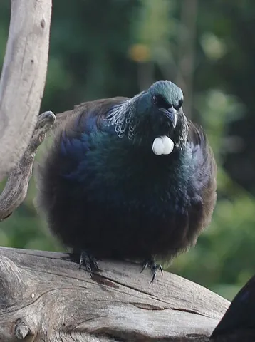 parson bird: synonym of tui (“a species of honeyeater, Prosthemadera novaeseelandiae, a bird which is endemic to...