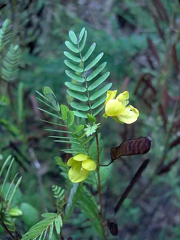partridge pea: chamaecrista fasciculata, an annual legume with yellow flowers, native to most of the eastern...