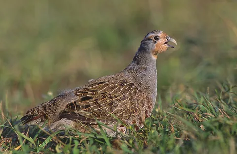 partridge: any bird of a number of genera in the family Phasianidae, notably in the genera Perdix and Alectoris