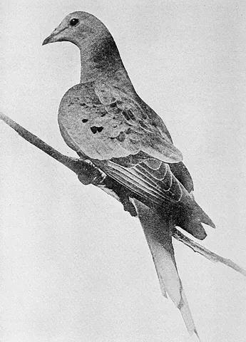 passenger pigeon: a bird of the extinct species †Ectopistes migratorius, formerly endemic to North America