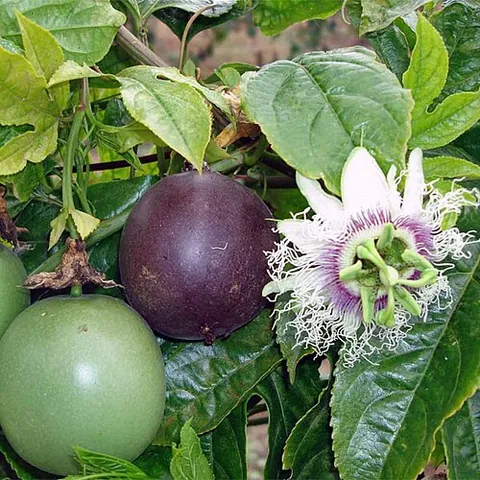 passion fruit: a plant, passiflora, that produces an edible fruit