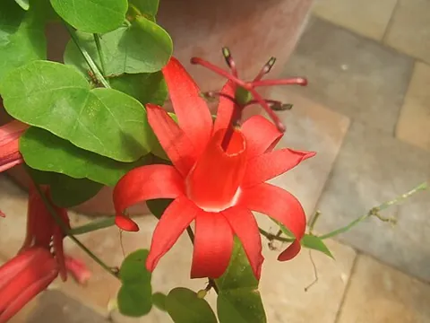 passionflower: any of very many vines, in North America and elsewhere, of the genus Passiflora that bear edible...