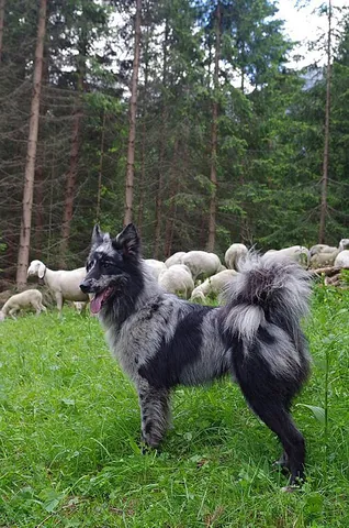 pastore della lessinia e del lagorai: an old and rare Italian dog breed from the northeastern region called Triveneto