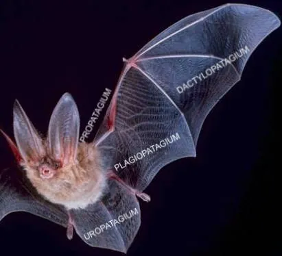 patagium: the thin membrane that extends between the limbs and body of a bat or of gliding mammals