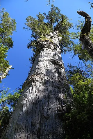 patagonian cypress: a species of tree, Fitzroya cupressoides, the largest found in South America