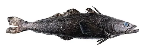 patagonian toothfish: dissostichus eleginoides, a commercially exploited, cold-water fish of the southern hemisphere