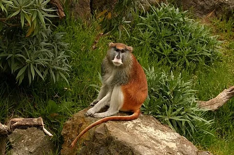 patas monkey: an African Old World monkey of the genus Erythrocebus