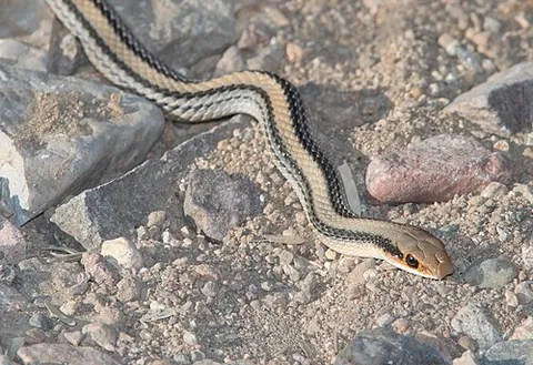 patchnose snake: any snake in the genus Salvadora, characterized by having a distinctive scale on the tip of their...