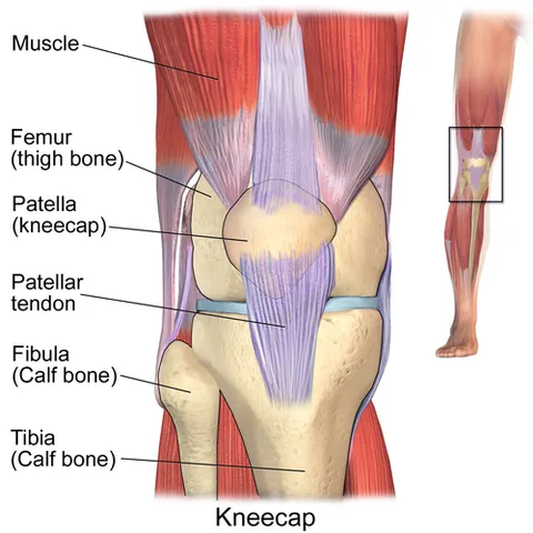 patella: the sesamoid bone of the knee; the kneecap