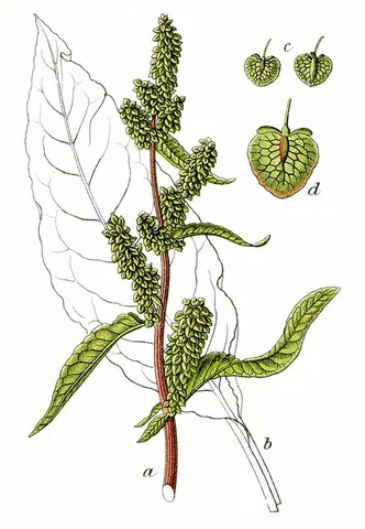 patience dock: rumex patientia, a herbaceous perennial plant
