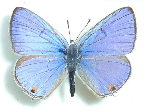 patrician blue: lepidochrysops patricia, a species of blue-winged butterfly in the family Lycaenidae found in South...