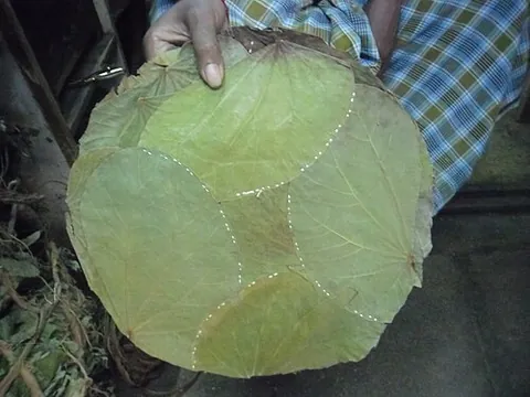 pattal: a plate or bowl made from leaves stitched together