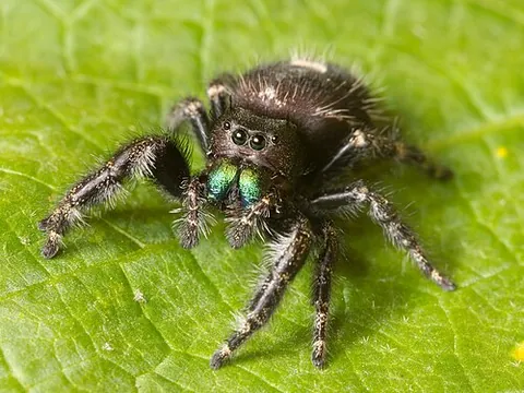 paturon: basal segment of an arachnid chelicera