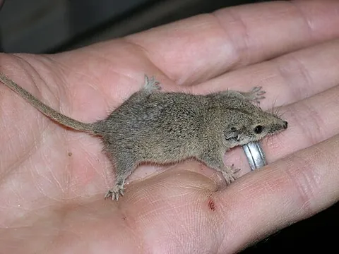 paucident planigale: planigale gilesi, a very small species of carnivorous marsupial endemic to desert areas of southern...
