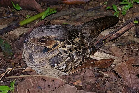 pauraque: any member of the species Nyctidromus albicollis of nightjars found from the far southern part of...