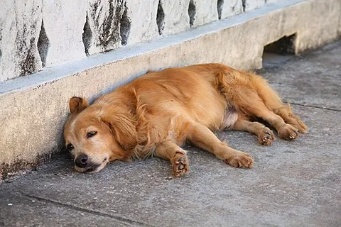 pavement special: a dog (especially a stray dog) of miscellaneous ancestry; a mongrel, a mutt