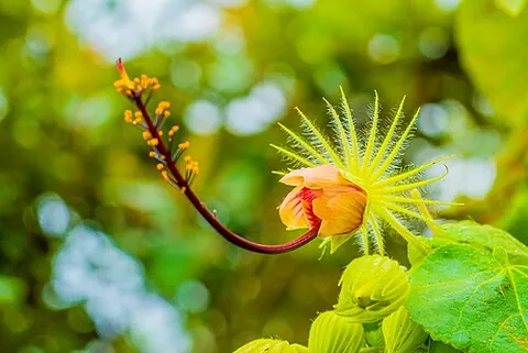 pavonia: any plant of the genus Pavonia of swampmallows