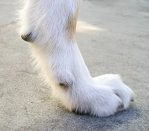 paw: the soft foot of a mammal or other animal, generally a quadruped, that has claws or nails;...