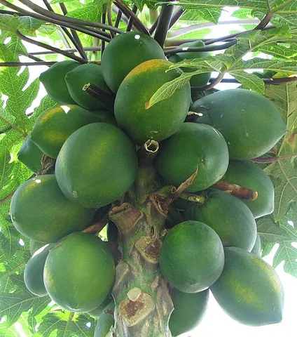 pawpaw: any member of the genus Asimina of trees and shrubs native to eastern North America, especially...