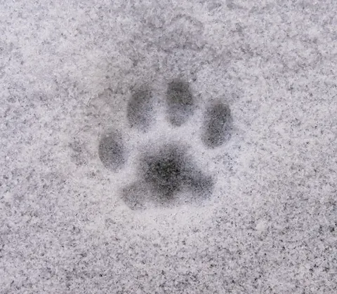 pawprint: the impression left by an animal's paw