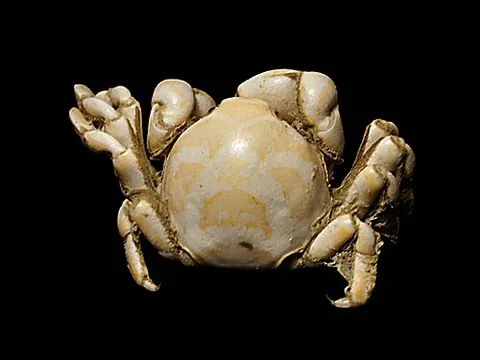pea crab: a crab of the genus Pinnotheres
