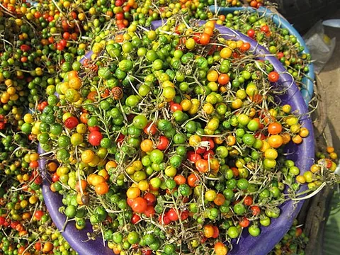 pea eggplant: a wild eggplant, of species Solanum torvum, or its fruit (susumber or turkey berries)