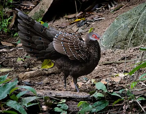 pea-pheasant: a peacock-like pheasant of the genus Polyplectron