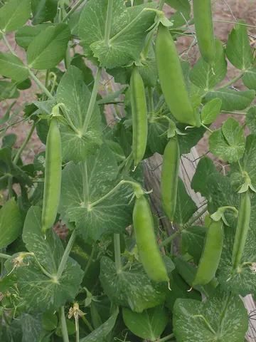 pea: any of certain plants of the family Fabaceae: Pisum sativum and others