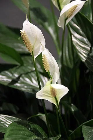 peace lily: any of various plants of the genus Spathiphyllum