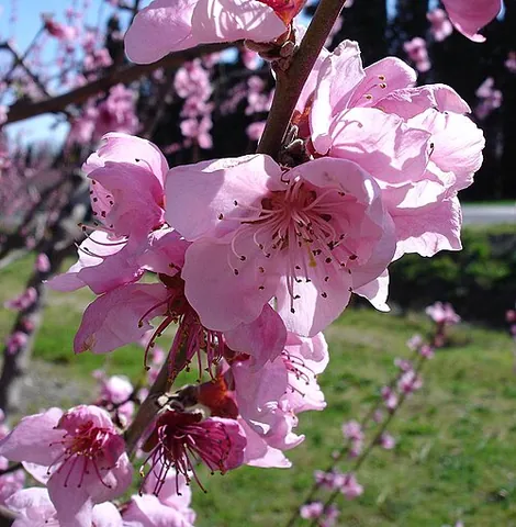 peach blossom: the flower of a peach tree that will eventually turn into a peach