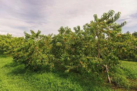 peach: any tree of species Prunus persica, native to China and now widely cultivated throughout temperate...