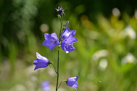 peachleaf bellflower: campanula persicifolia, a herbaceous perennial in the family Campanulaceae