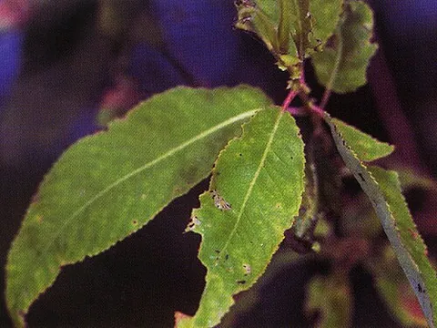 peachleaf willow: salix amygdaloides, a willow native to prairies in southern Canada and the United States