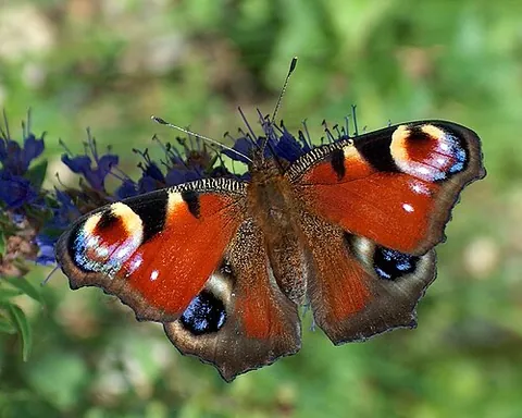 peacock butterfly: aglais io, a red butterfly with distinctive large eyespots, of the family Nymphalidae