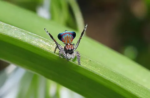 peacock jumping spider: any spider of the genus Maratus